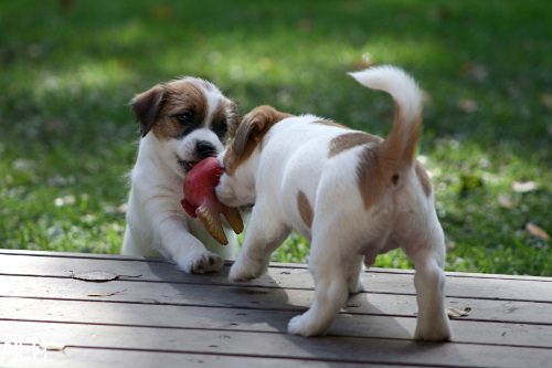 120920_bolt hugo2.jpg - Bolt & Hugo